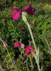 Lychnis coronaria - Flower, side view - Click to enlarge!