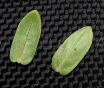 Lythrum junceum - Upper and lower surface of leaf - Click to enlarge!
