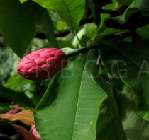 Magnolia tripetala - Fruit - Click to enlarge!