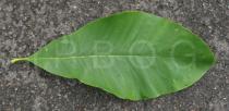Magnolia tripetala - Upper surface of leaf - Click to enlarge!