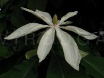 Magnolia tripetala - Flower - Click to enlarge!