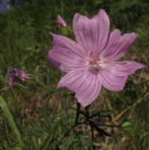 Malva tournefortiana - Flower - Click to enlarge!