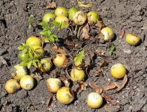 Mandragora officinarum - Ripe fruits - Click to enlarge!