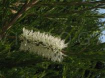 Melaleuca armillaris - Inflorescence - Click to enlarge!