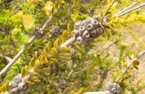 Melaleuca megacephala - Stem section with seed capsules - Click to enlarge!