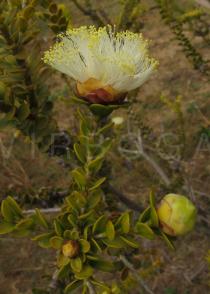 Melaleuca megacephala - Inflorescence, side view - Click to enlarge!