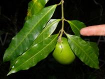 Melodinus cochinchinensis - Foliage and fruit - Click to enlarge!