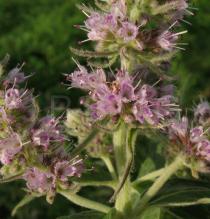 Mentha longifolia - Flowers - Click to enlarge!