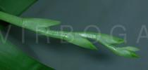 Miltoniopsis roezlii - Bud - Click to enlarge!