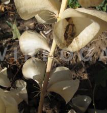 Moluccella laevis - Sharp stem thorns - Click to enlarge!
