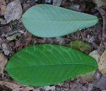 Monodora myristica - Upper and lower surface of leaf - Click to enlarge!