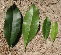 Morella faya - Upper and lower surface of leaves - Click to enlarge!