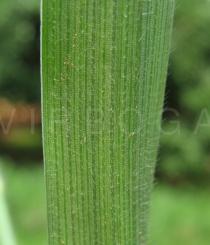 Murdannia simplex - Leaf lower side - Click to enlarge!