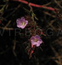 Myriolimon ferulaceum - Flowers - Click to enlarge!