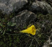 Narcissus bulbocodium - Habit - Click to enlarge!