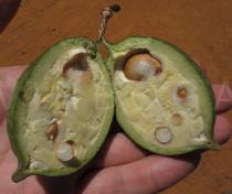Neocalyptrocalyx longifolium - Ripening fruit in cross section - Click to enlarge!