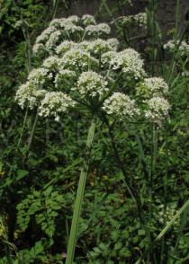 Oenanthe pimpinelloides - Umbell, side view - Click to enlarge!