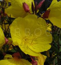 Oenothera fruticosa - Flower - Click to enlarge!