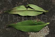 Oenothera fruticosa - Upper and lower surface of leaf - Click to enlarge!