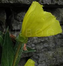 Oenothera macrocarpa - Flower in side view - Click to enlarge!