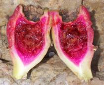 Opuntia littoralis - Fruit cross section - Click to enlarge!