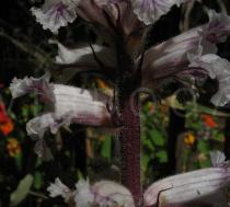 Orobanche crenata - Flower, side view - Click to enlarge!
