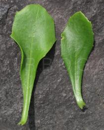 Osteospermum ecklonis - Upper and lower side of leaf - Click to enlarge!