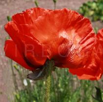Papaver bracteatum - Flower, side view - Click to enlarge!