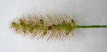 Pennisetum glaucum - Inflorescence, close-up - Click to enlarge!