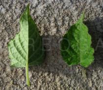 Physalis peruviana - Upper and lower side of leaf - Click to enlarge!