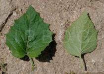 Physalis peruviana - Upper and lower surface of leaf - Click to enlarge!