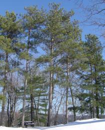 Pinus resinosa - Habit - Click to enlarge!