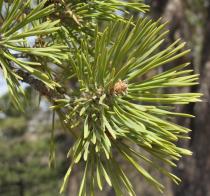 Pinus sylvestris - Foliage - Click to enlarge!