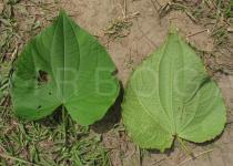 Piper marginatum - Upper and lower surface of leaves - Click to enlarge!