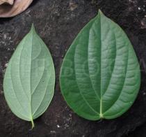 Piper nigrum - Upper and lower surface of leaves - Click to enlarge!