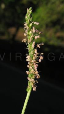 Plantago coronopus - Inflorescence - Click to enlarge!