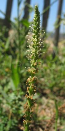 Plantago major - Inflorescence with anthers that appear after the stigmas - Click to enlarge!