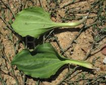 Plantago major - Upper and lower side of leaf - Click to enlarge!