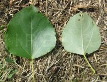 Populus maximowiczii - Upper and lower surface of leaf - Click to enlarge!
