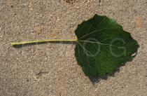 Populus tomentosa - Upper leaf surface - Click to enlarge!