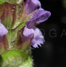 Prunella vulgaris - Flower side view - Click to enlarge!