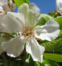 Prunus avium - Flower - Click to enlarge!