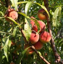 Prunus persica - Fruits - Click to enlarge!