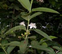 Psidium guajava - Flowers - Click to enlarge!