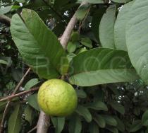 Psidium guajava - Fruit - Click to enlarge!