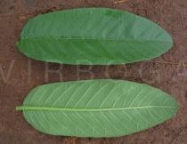 Psidium guajava - Upper and lower surface of leaves - Click to enlarge!