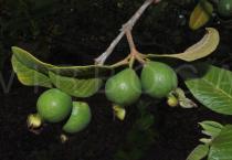 Psidium guajava - Juvenile fruits, side view - Click to enlarge!