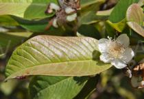 Psidium guajava - Flower and leaf - Click to enlarge!