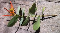 Psittacanthus
		cordatus - Click to enlarge!