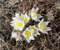 Pulsatilla patens - Flowers - Click to enlarge!